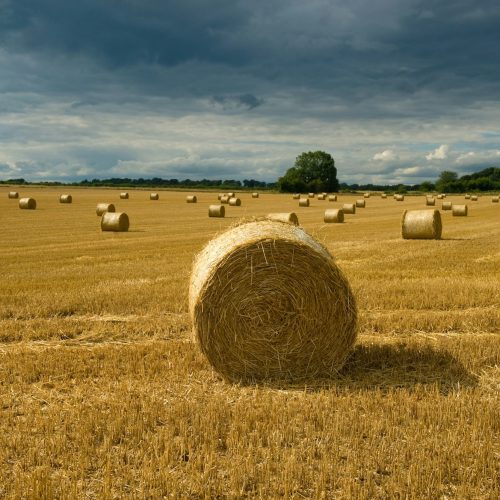 Round straw bales in field, Cherington, Gloucestershire, UK